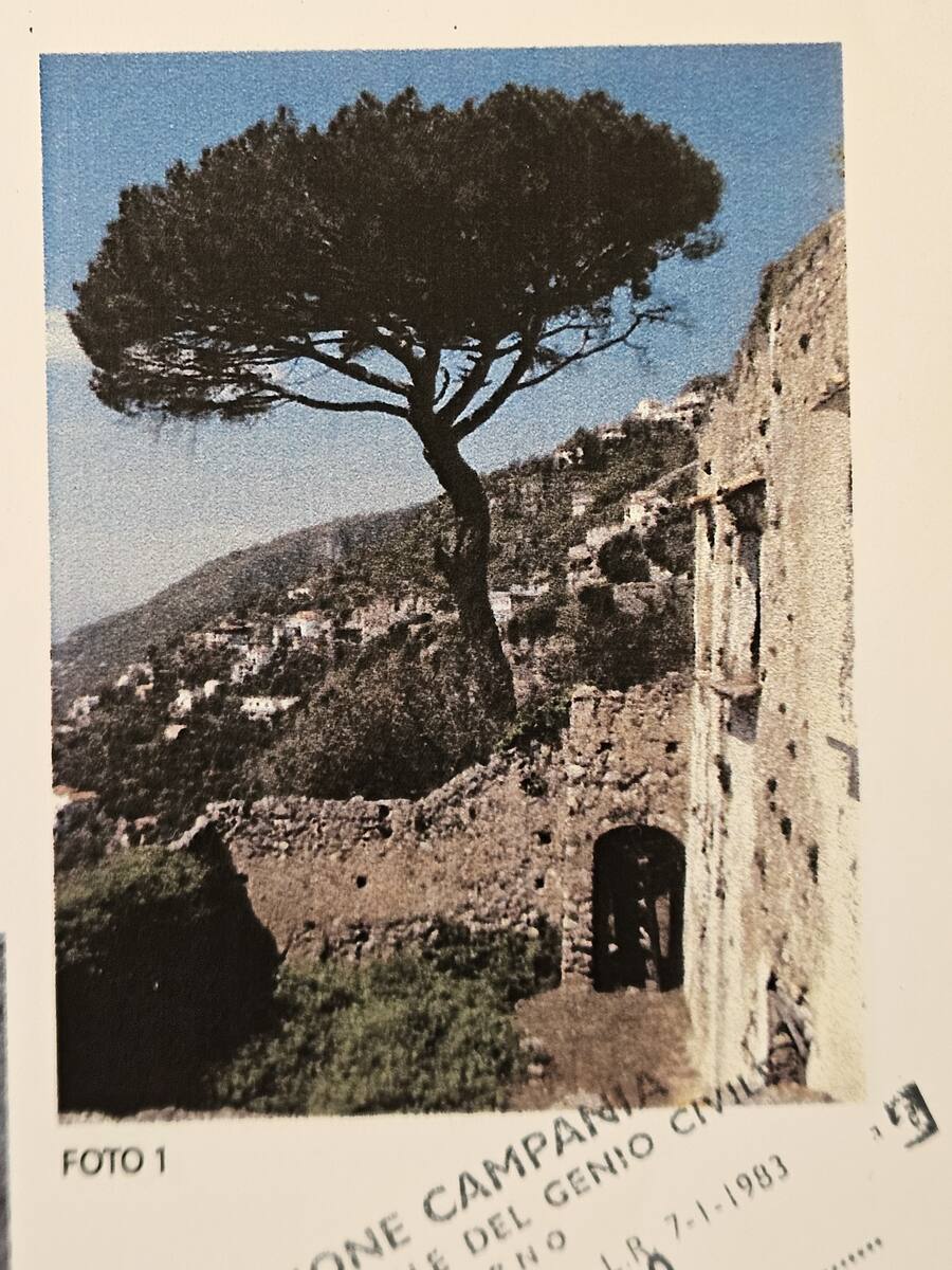 The old maritime pine, standing guard over the house.